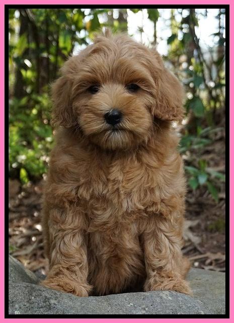 Millie Blaze pups 8 wks old 4212