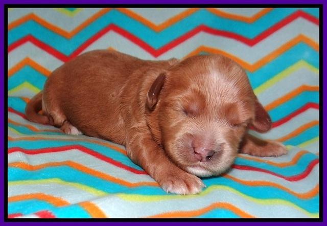 Millie Blaze pups 1 wk old 3120