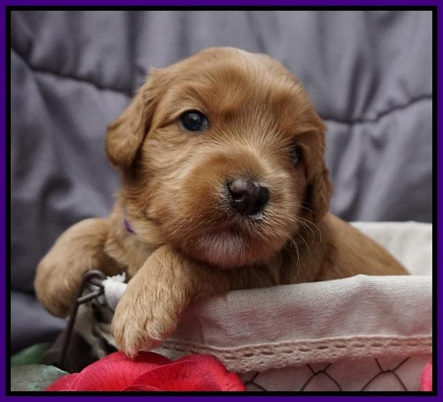 Millie Blaze pups 3 wks old 71