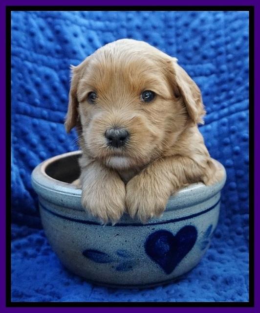 Millie Blaze pups 4 wks old101