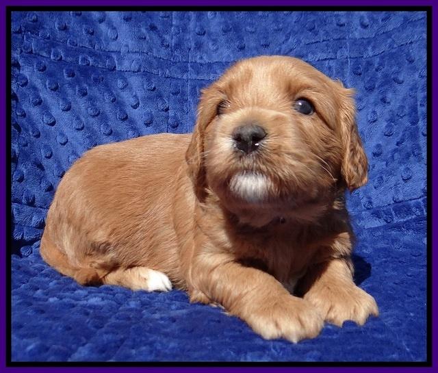 Millie Blaze pups 4 wks old111