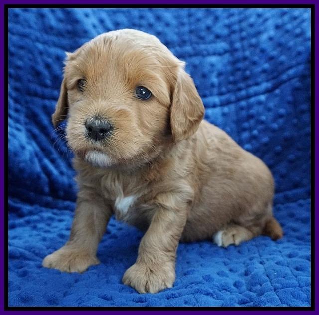 Millie Blaze pups 4 wks old121