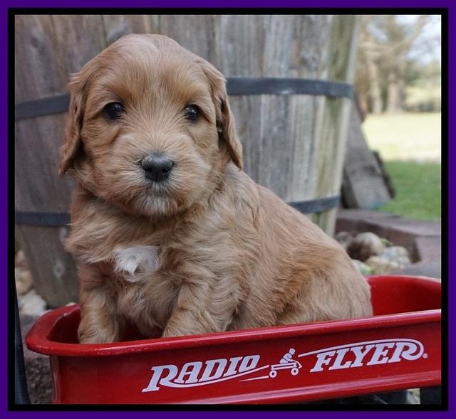 Millie Blaze pups 5 wks old 81