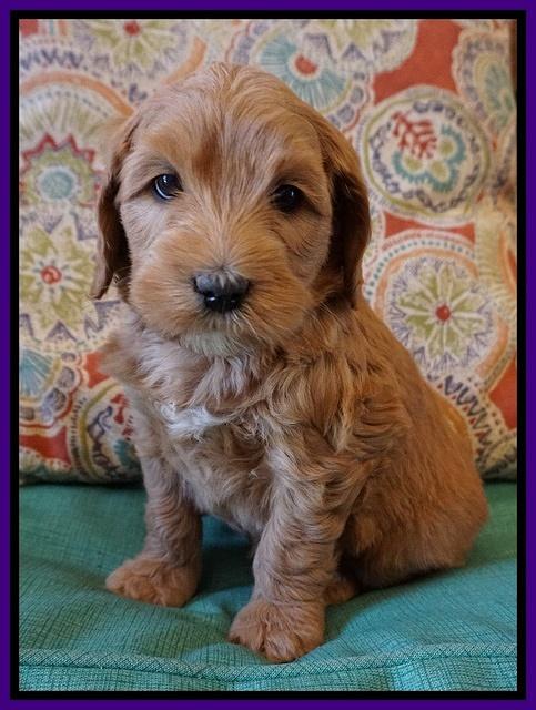 Millie Blaze pups 6 wks old111