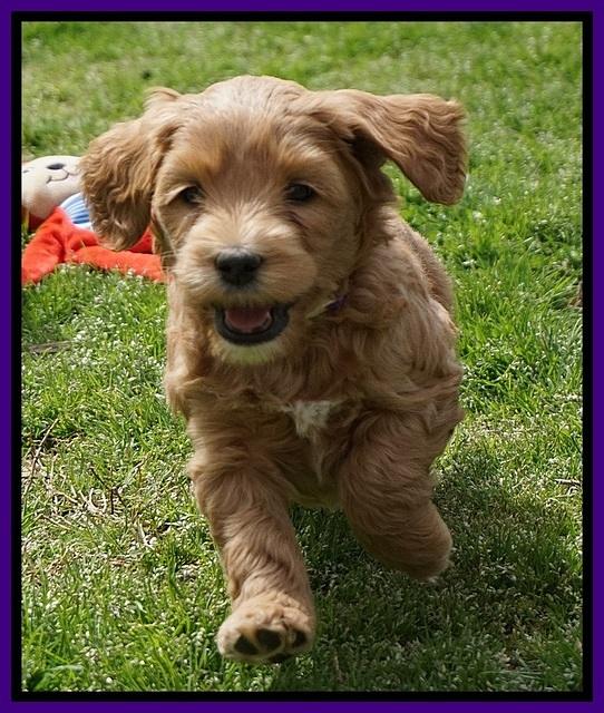 Millie Blaze pups 6 wks old121