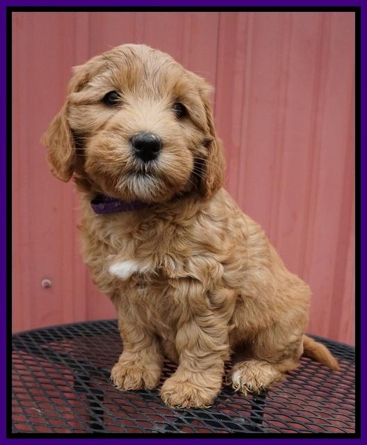 Millie Blaze pups 7 wks old 111