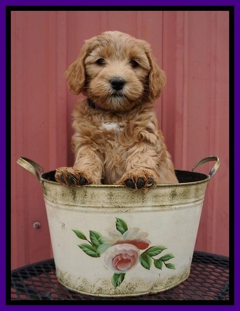 Millie Blaze pups 7 wks old 121