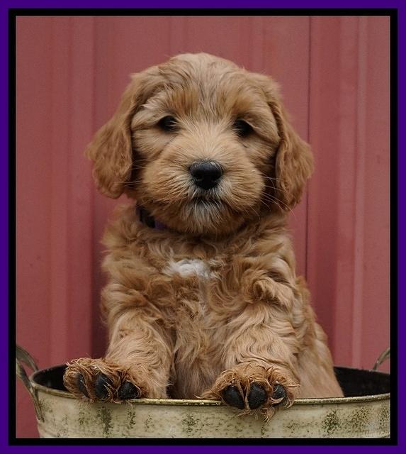 Millie Blaze pups 7 wks old 91