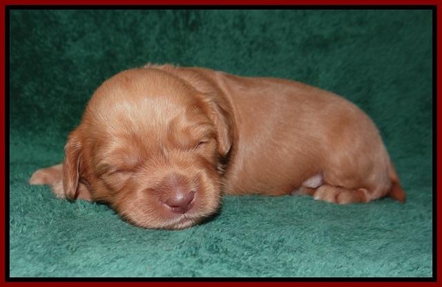 Millie Blaze pups 2 wks old 81
