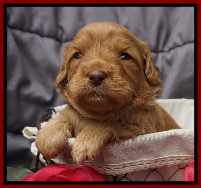 Millie Blaze pups 3 wks old 101