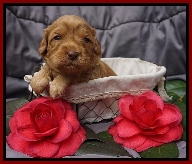 Millie Blaze pups 3 wks old 111