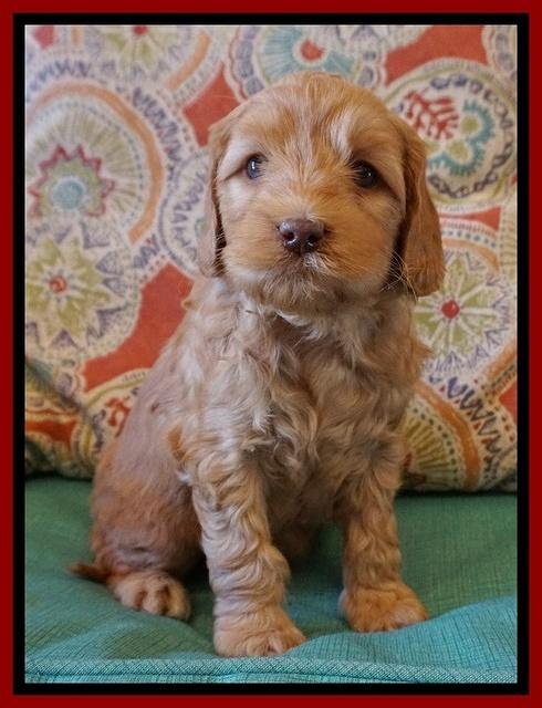 Millie Blaze pups 6 wks old161