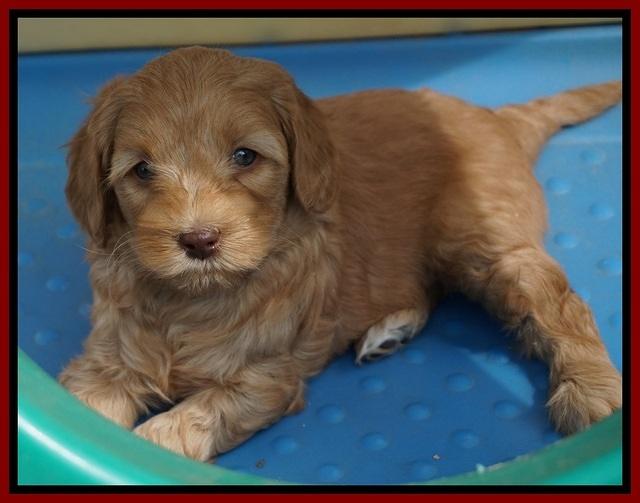 Millie Blaze pups 6 wks old171