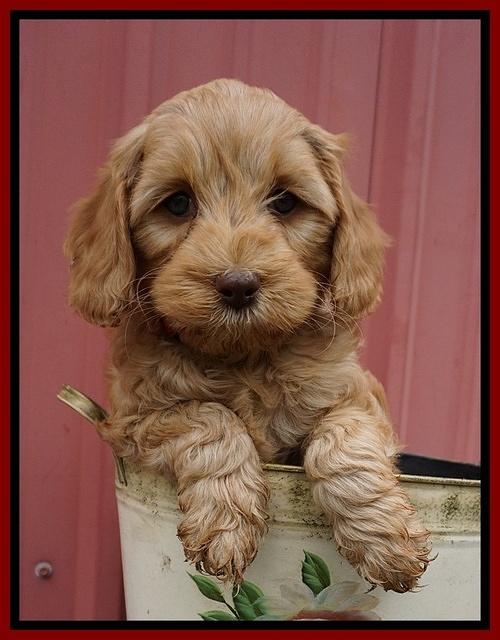 Millie Blaze pups 7 wks old 141