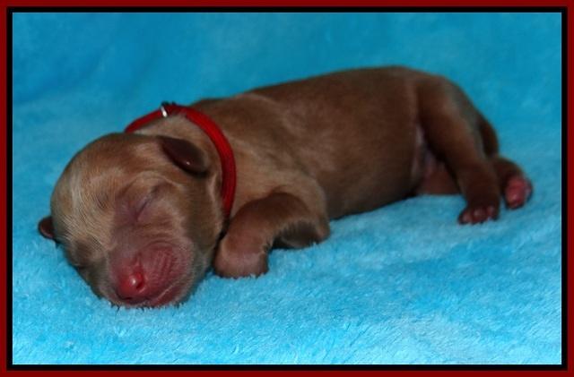 Millie Blaze pups newborn 81