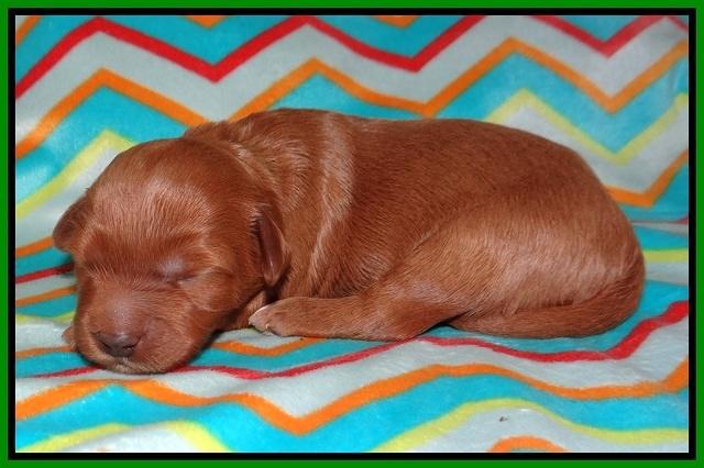 Millie Blaze pups 1 wk old 6120