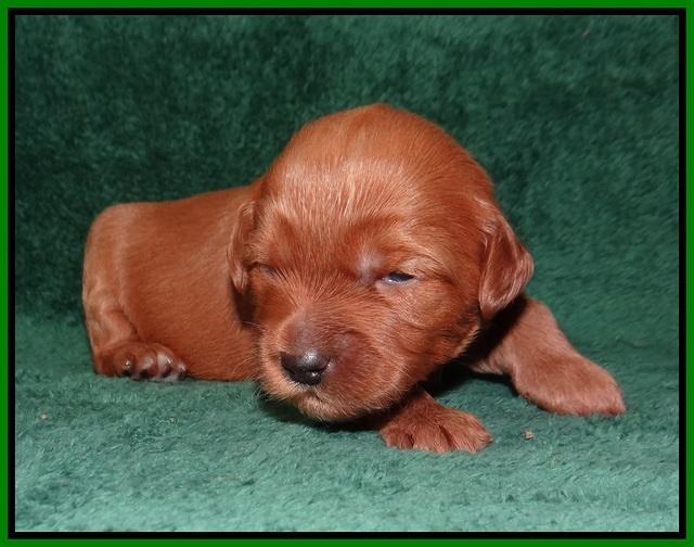 Millie Blaze pups 2 wks old 101