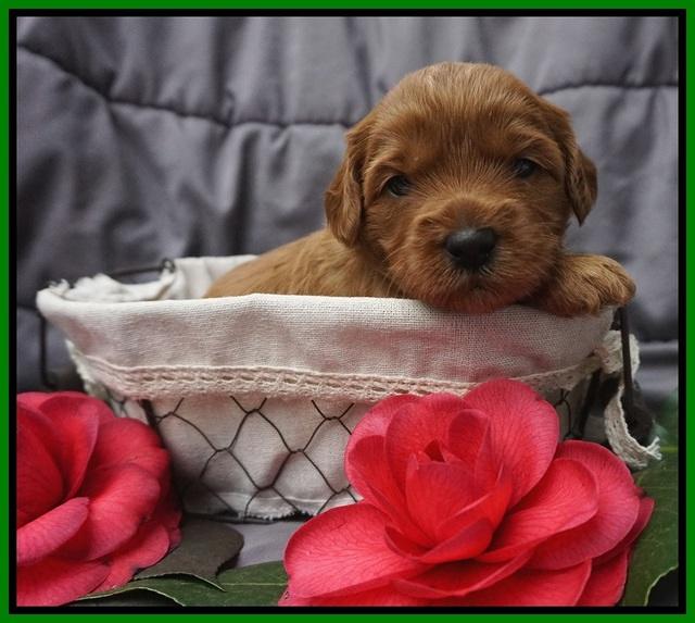 Millie Blaze pups 3 wks old 151