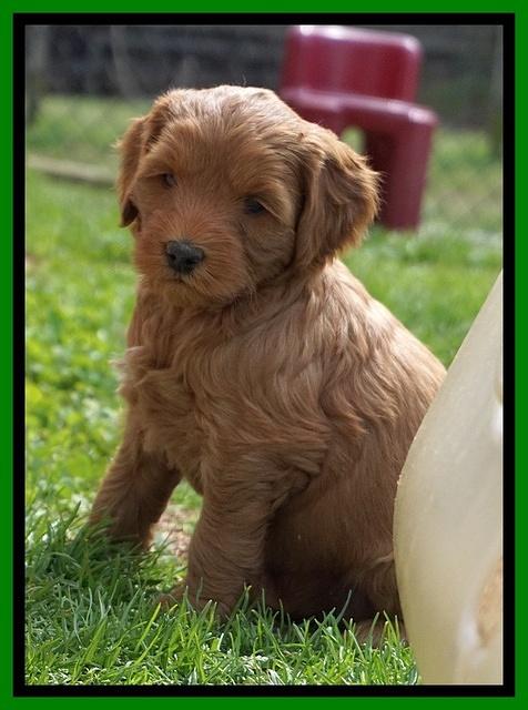 Millie Blaze pups 6 wks old181