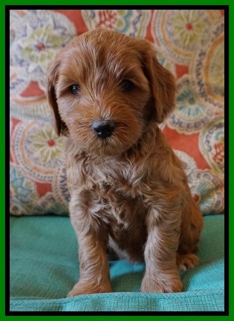 Millie Blaze pups 6 wks old201