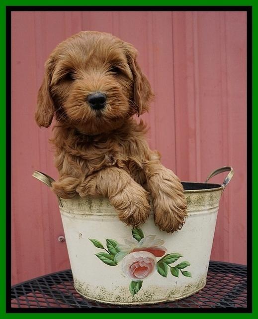 Millie Blaze pups 7 wks old 151