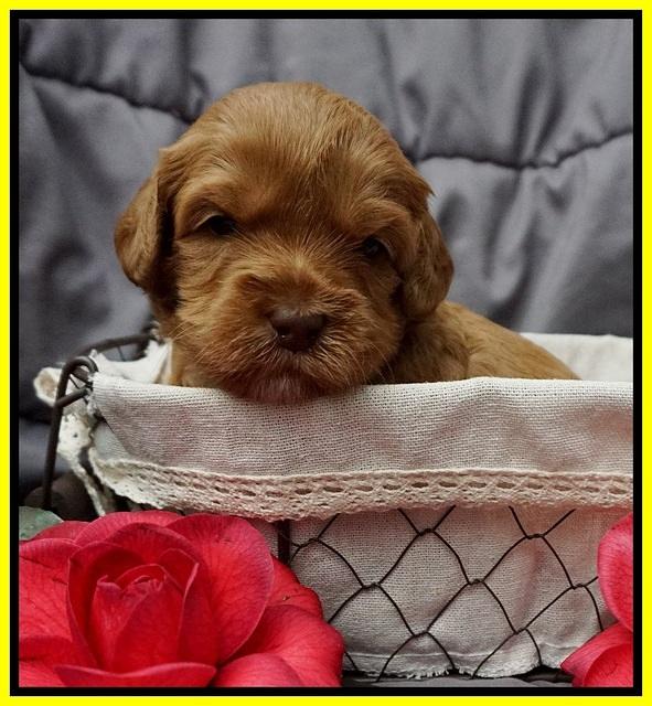 Millie Blaze pups 3 wks old 161