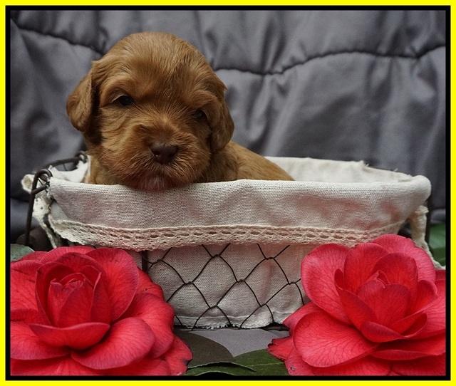 Millie Blaze pups 3 wks old 171