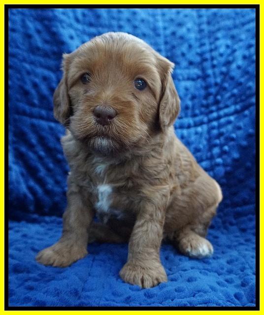 Millie Blaze pups 4 wks old231