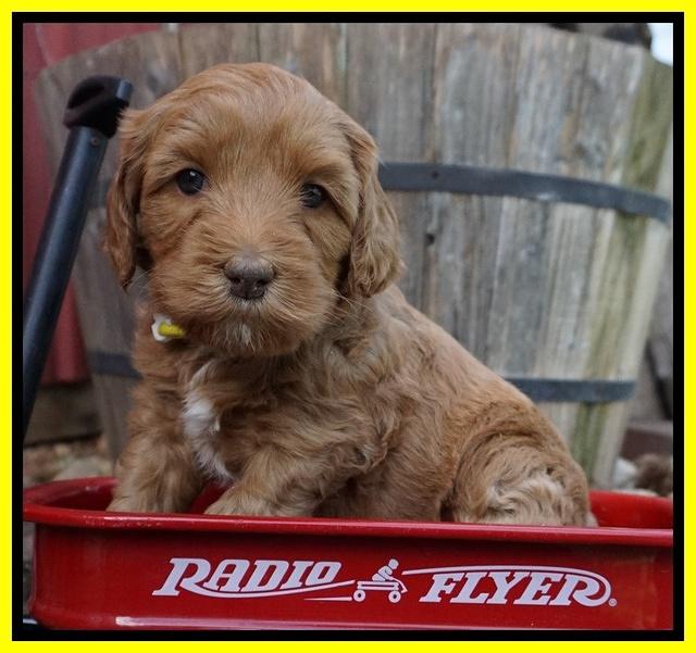 Millie Blaze pups 5 wks old 171