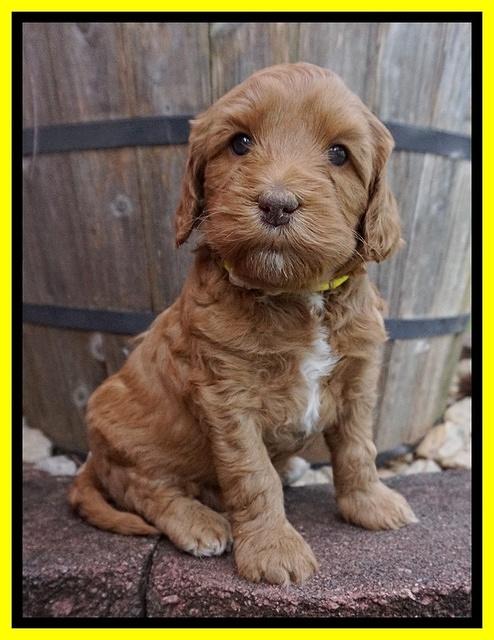 Millie Blaze pups 5 wks old 181