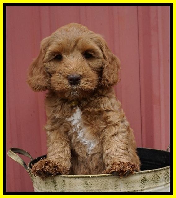 Millie Blaze pups 7 wks old 221