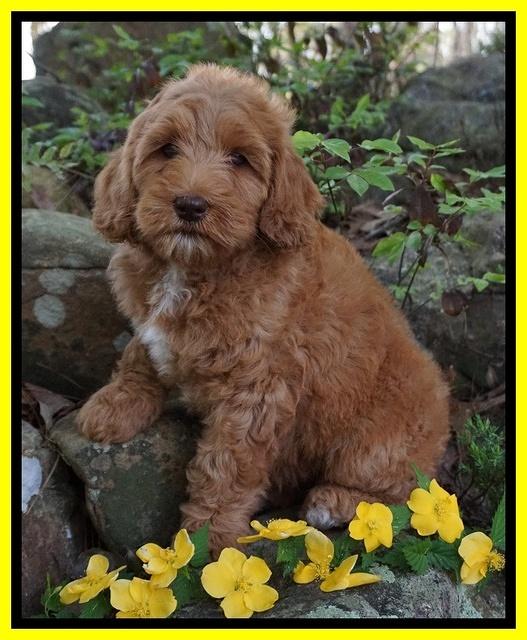 Millie Blaze pups 8 wks old 7212