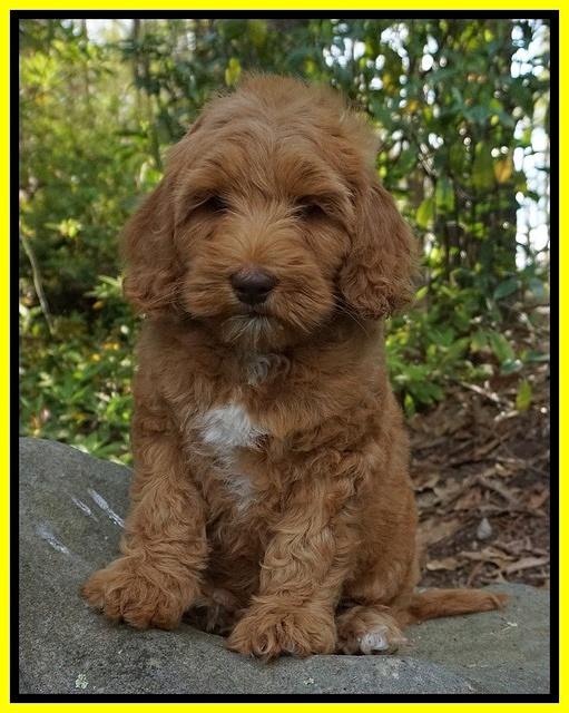 Millie Blaze pups 8 wks old 8212