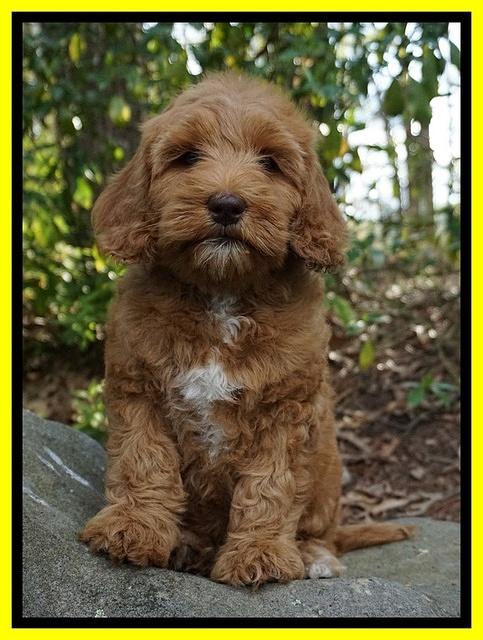 Millie Blaze pups 8 wks old 9212