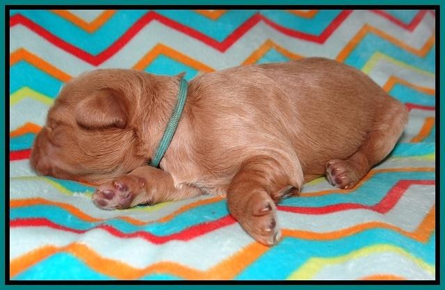 Millie Blaze pups 1 wk old 8120