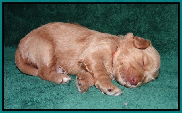 Millie Blaze pups 2 wks old 141