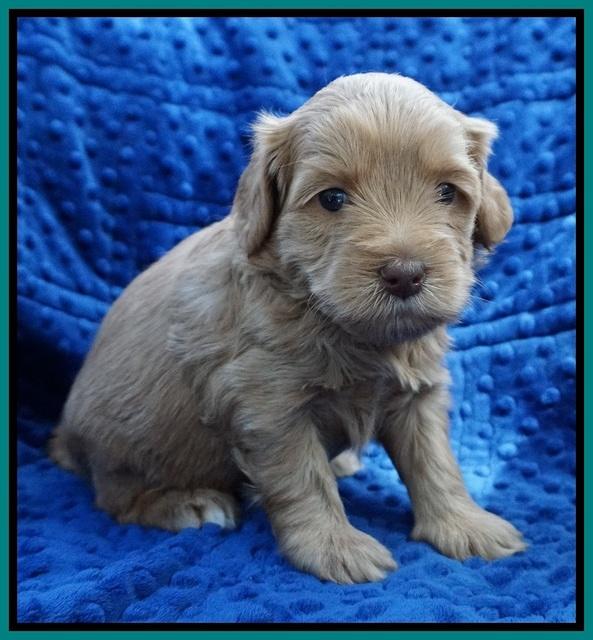 Millie Blaze pups 4 wks old271