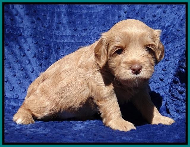 Millie Blaze pups 4 wks old301