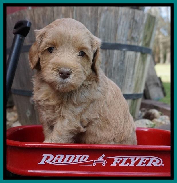 Millie Blaze pups 5 wks old 201