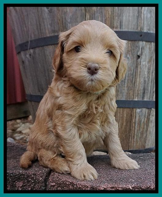 Millie Blaze pups 5 wks old 211