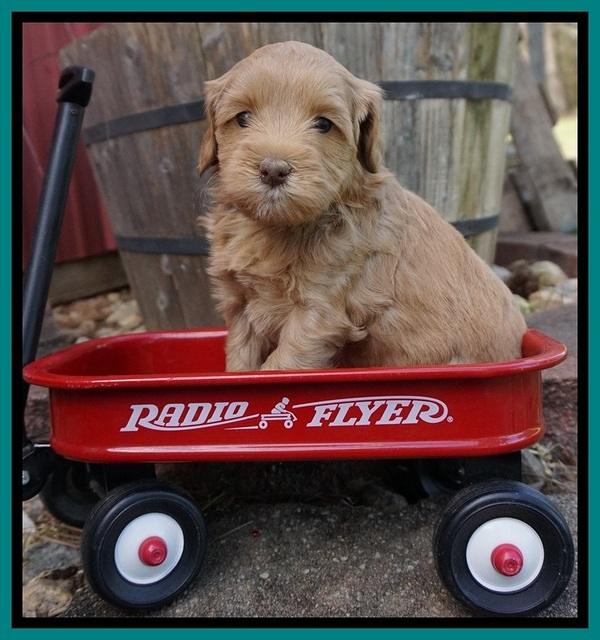 Millie Blaze pups 5 wks old 221