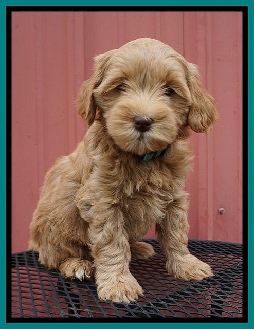 Millie Blaze pups 7 wks old 251