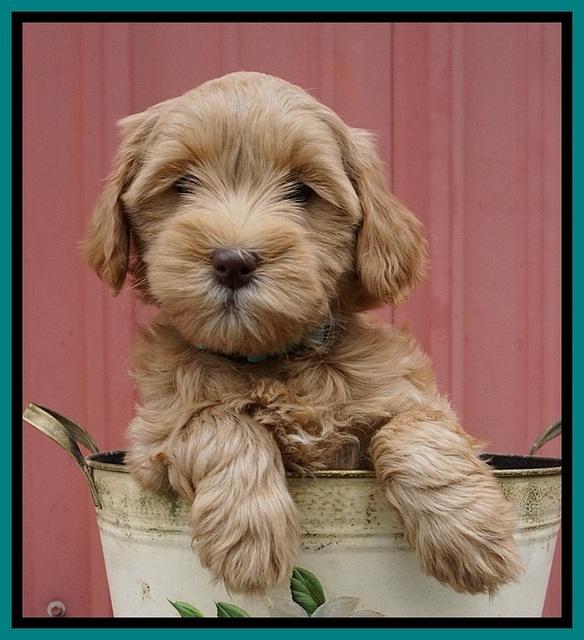 Millie Blaze pups 7 wks old 261