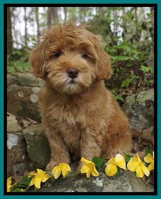 Millie Blaze pups 8 wks old 101