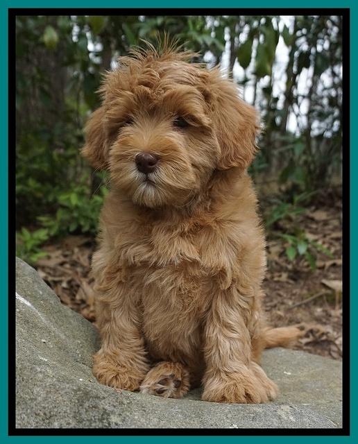 Millie Blaze pups 8 wks old 121