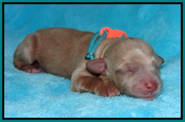 Millie Blaze pups newborn 111