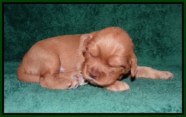 Millie Blaze pups 2 wks old 151