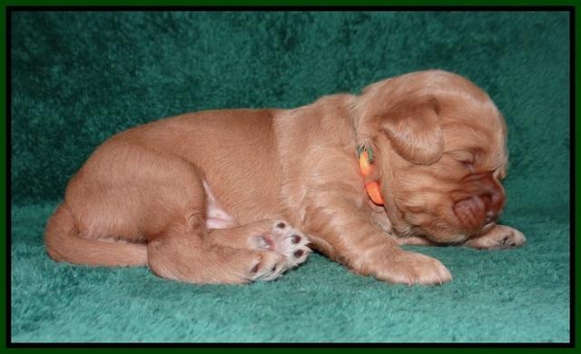 Millie Blaze pups 2 wks old 161