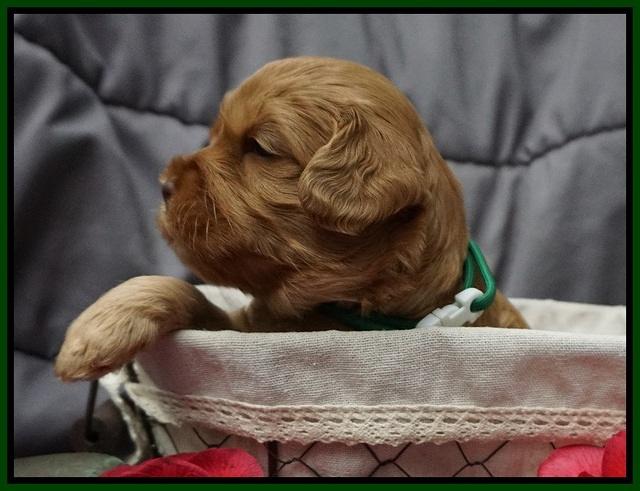 Millie Blaze pups 3 wks old 211