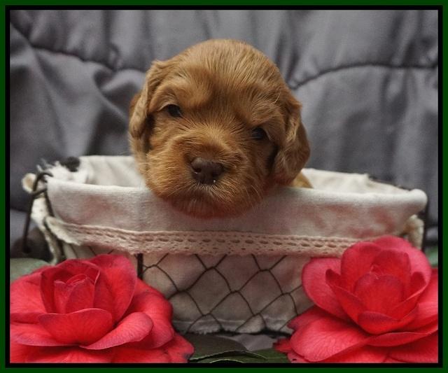 Millie Blaze pups 3 wks old 221